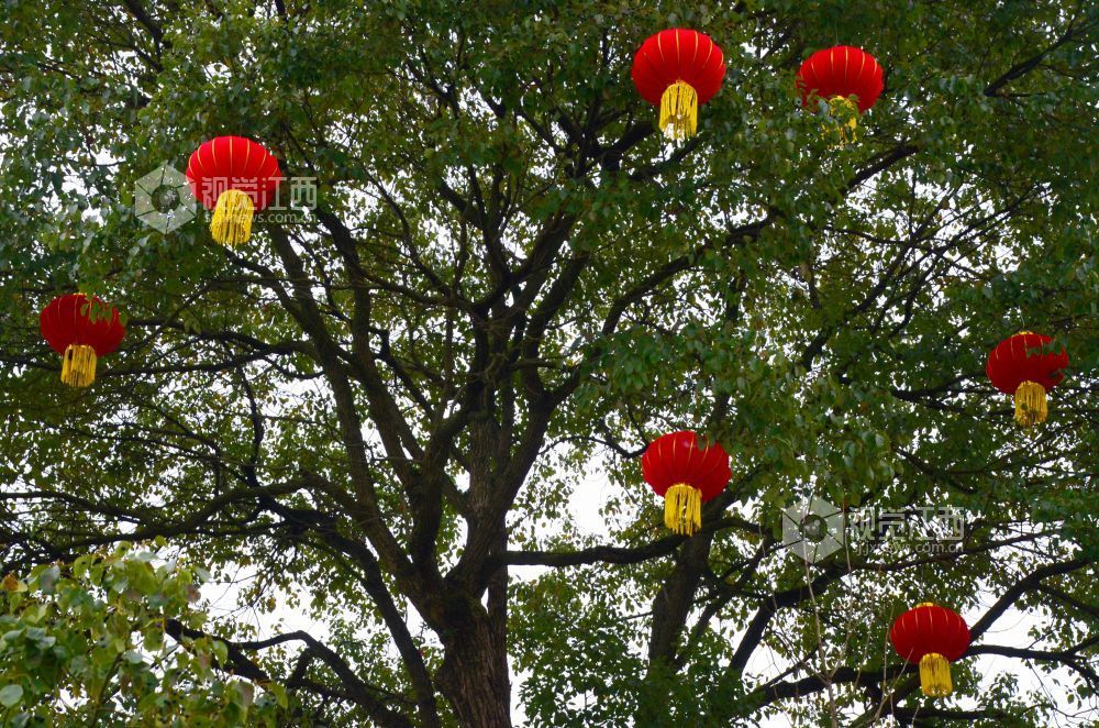 2月11日，新春临近，江西省吉安市永新县市政广场上，带有黄色流苏的红灯笼高挂在繁茂的绿树间，新春氛围感拉满。