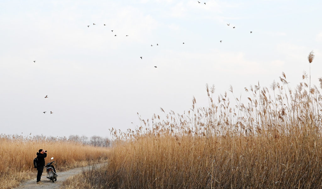 1月31日，白洋淀周边某湿地，“鸟叔”韩战桥对栖息在这里的野生鸟类进行巡查。河北日报记者 刘光昱摄