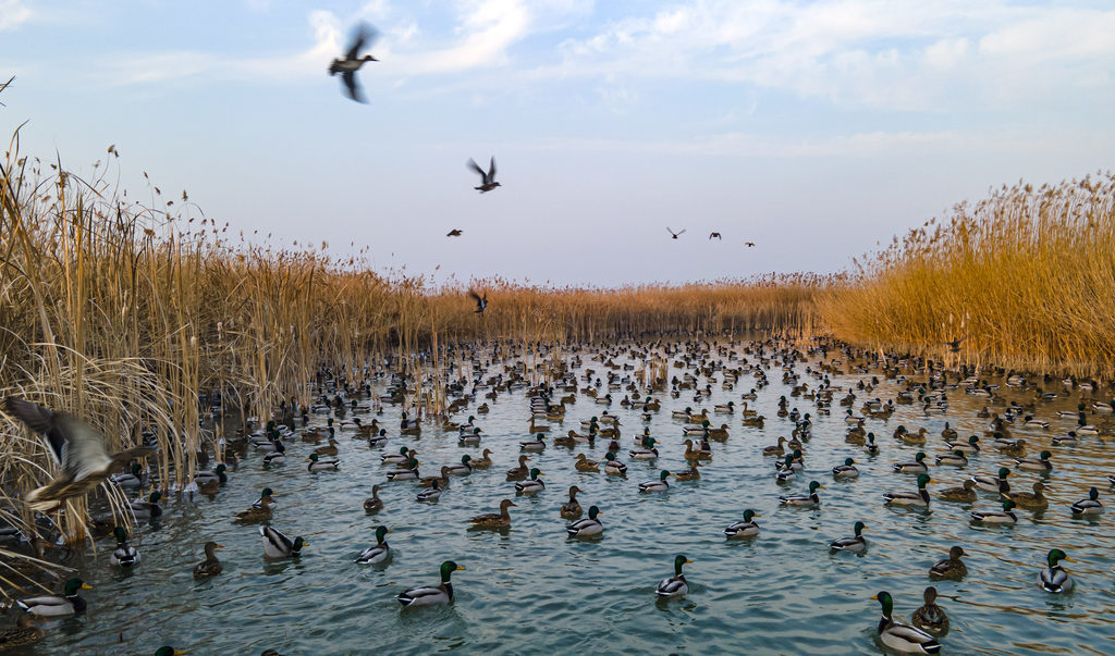 1月31日，白洋淀周边某湿地，成群的野生鸟类在芦苇丛中觅食、栖息。河北日报记者 刘光昱摄