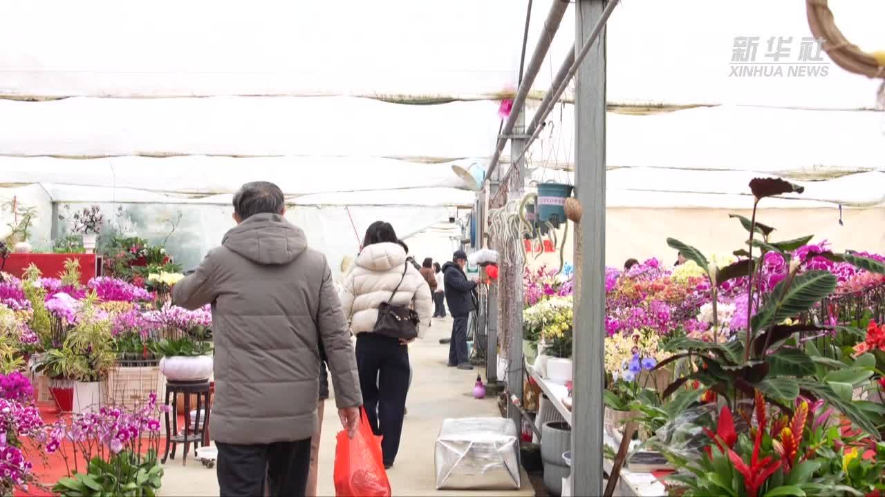 扮靓新春 山东多地年宵花热销