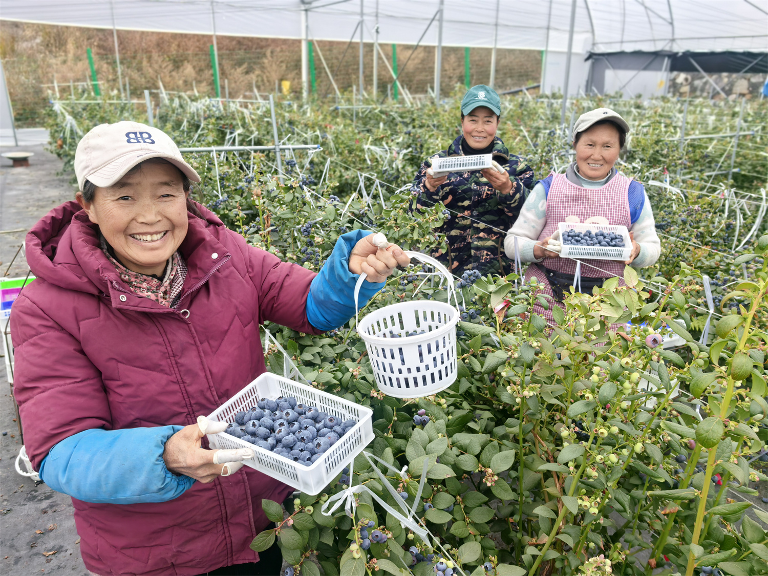错峰蓝莓“抢鲜”上市  奉甘东西部协作绘就乡村振兴别样“蓝”图