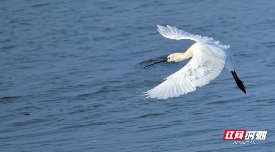 白琵鹭 国家二级保护 - 副本(1).jpg