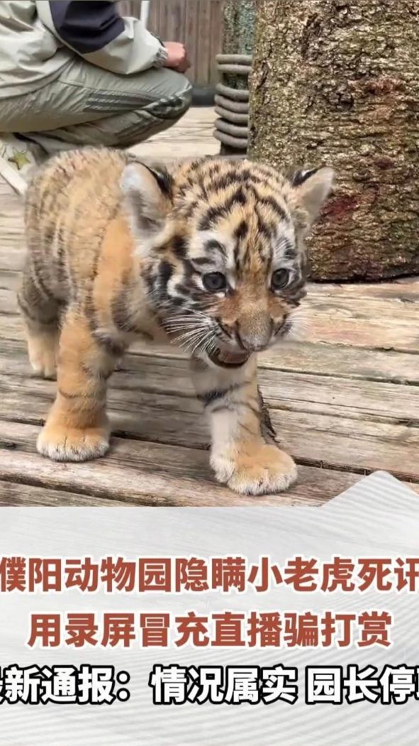 濮阳动物园隐瞒小老虎死讯，用录屏冒充直播骗打赏，最新通报：情况属实，园长停职