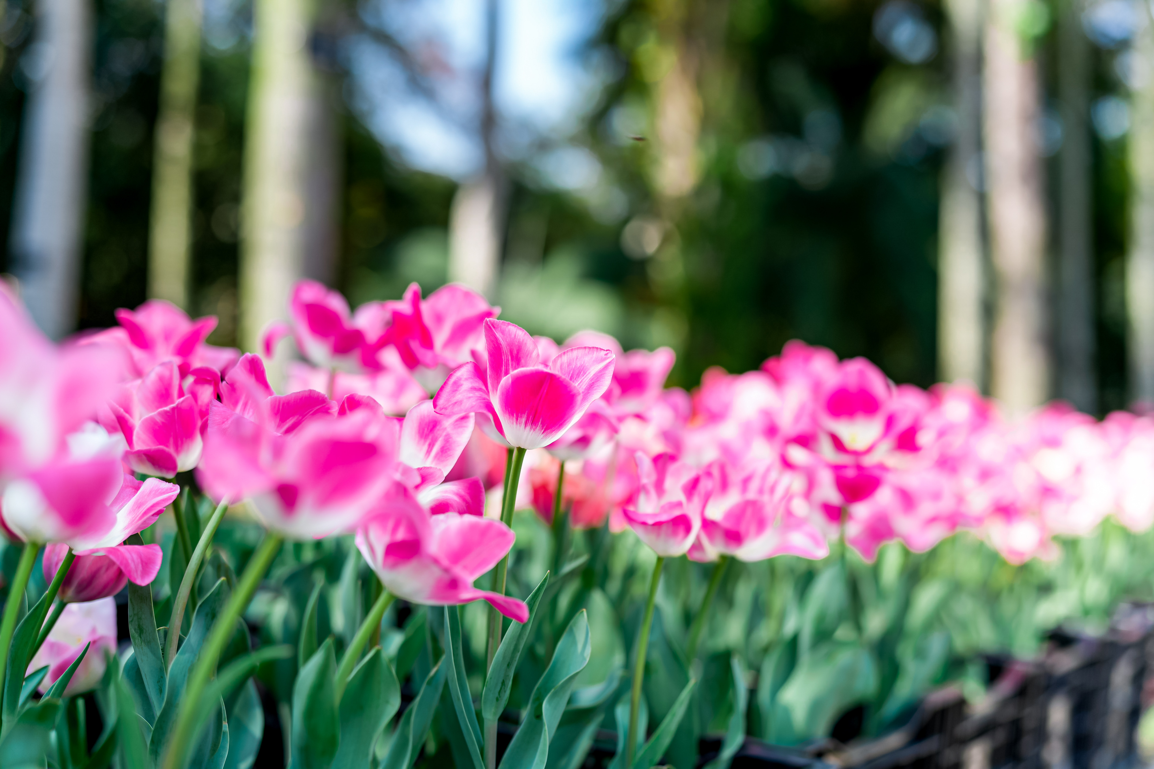 2026仙湖植物园春花节2月15日启幕：十万花卉、五千平花海惊艳迎春