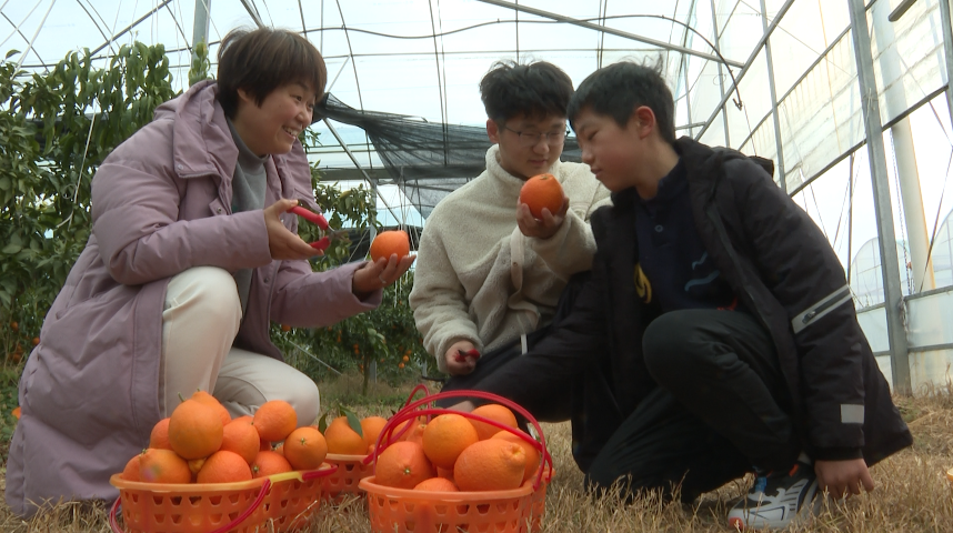 鹰潭：橘博园内好风光 采摘体验年味足（图）