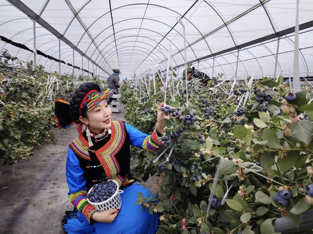 错峰蓝莓“抢鲜”上市  奉甘东西部协作绘就乡村振兴别样“蓝”图