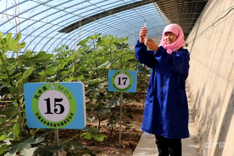 民勤“南果北种”无花果喜获成功(央广网发 马爱彬 摄)