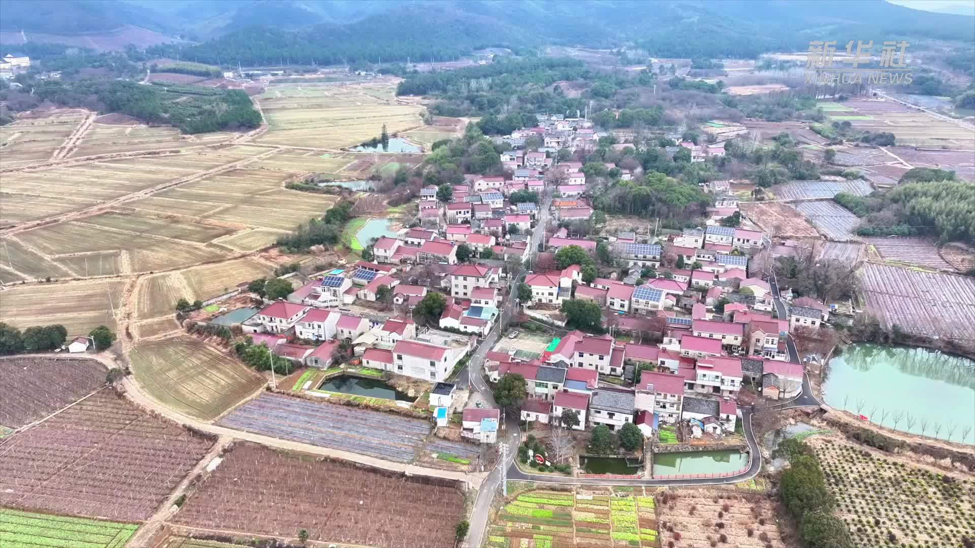 江苏南京：千年古树重现生机
