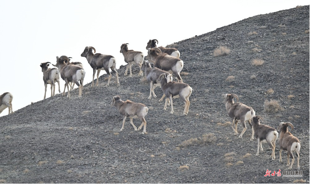 保护区内，戈壁盘羊成群结队在山坡觅食。