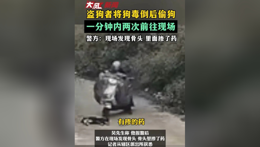 盗狗者将狗毒倒后偷狗一分钟内两次前往现场警方：现场发现骨头确定掺了药