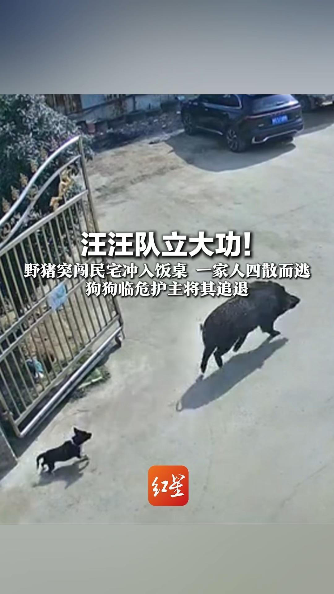 汪汪队立大功！野猪突闯民宅冲入饭桌 一家人四散而逃 狗狗临危护主将其追退