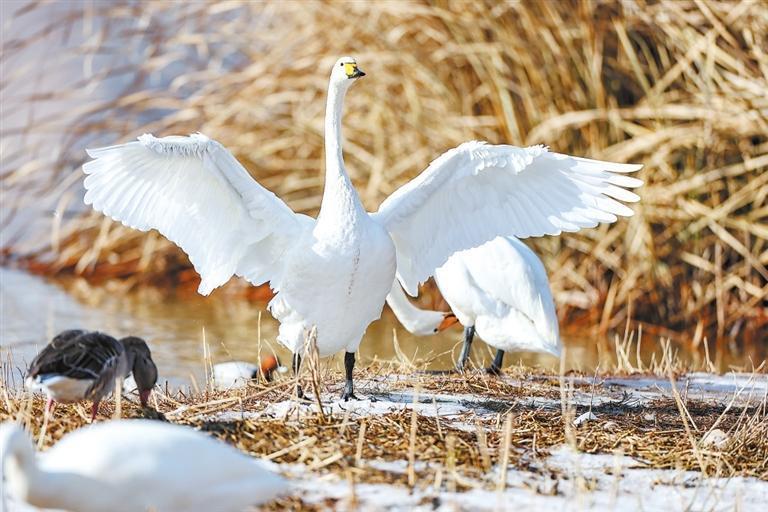 西固区达川镇三河口天鹅滩,越冬的天鹅陆续抵达。新甘肃·甘肃日报记者 冯乐凯