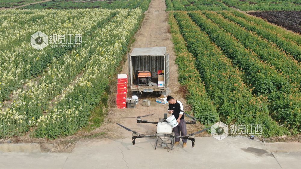 2026年2月10日，江西省遂川县枚江镇油菜花田迎来盛花期，金黄花海与错落有致的乡村民居相映成趣。