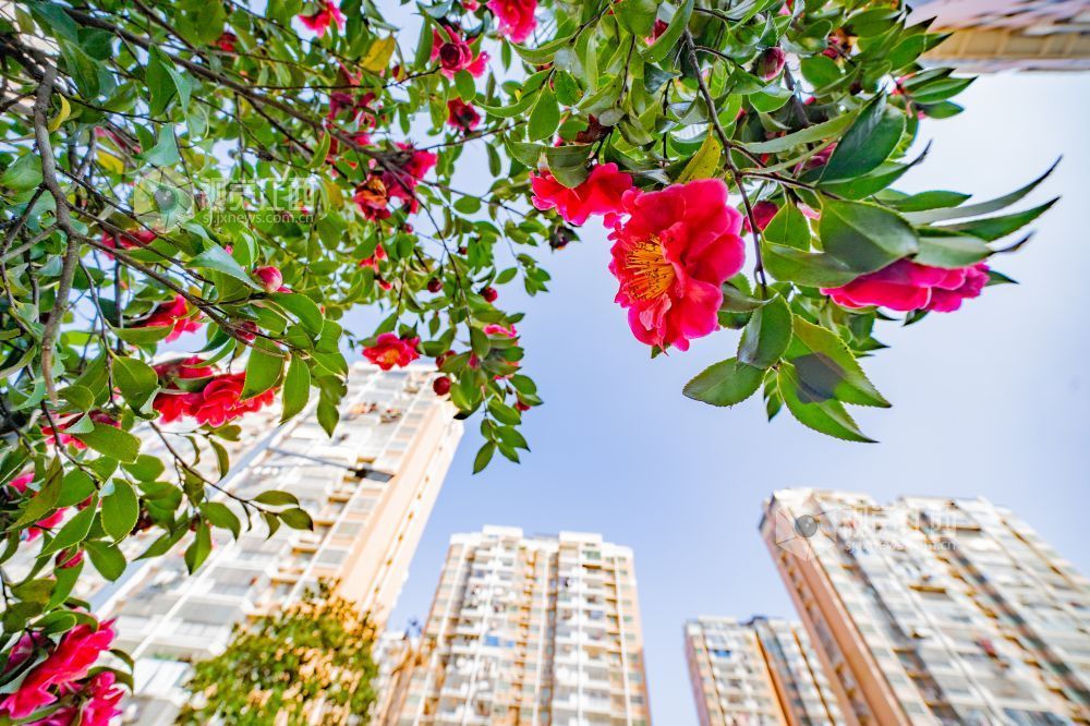 江西金溪：花俏枝头春意闹（图）