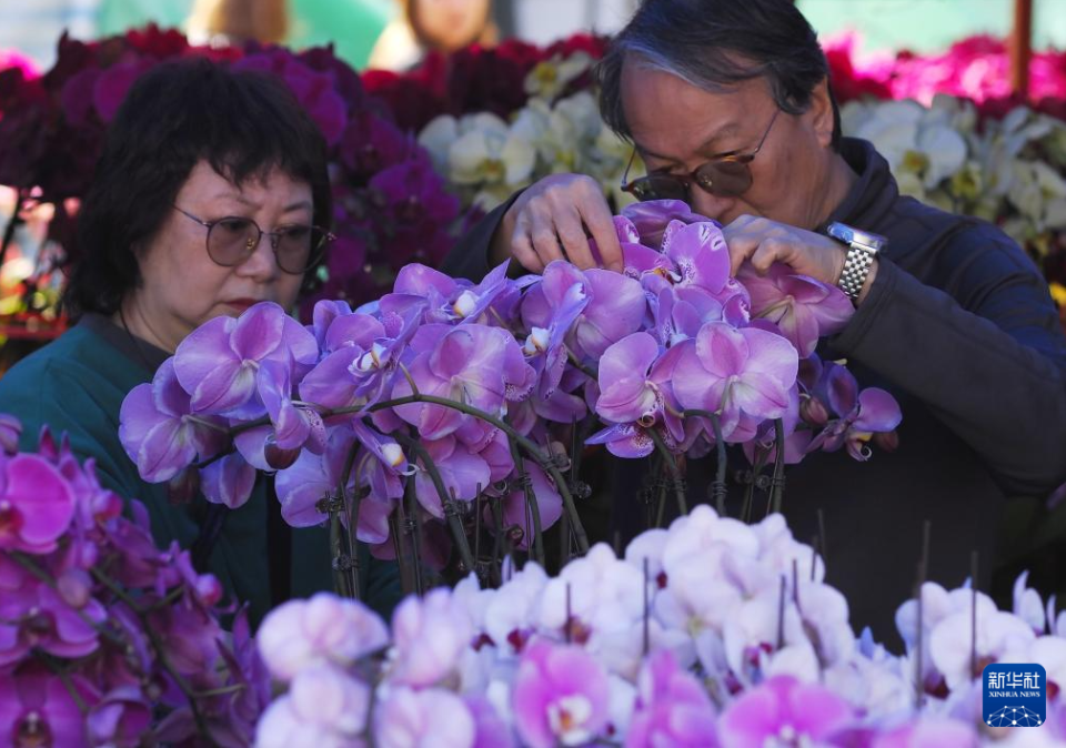 图:2月11日,在香港维多利亚公园,市民在购买年花