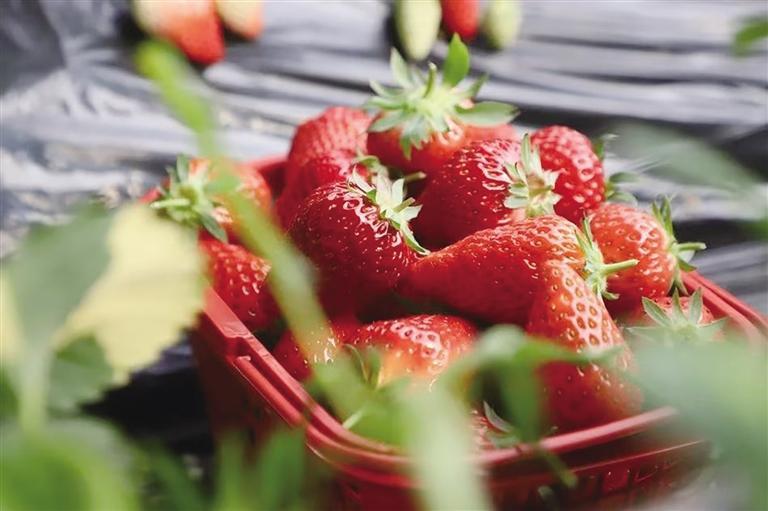 新鲜草莓