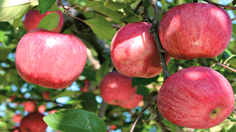 (烟台苹果 图源烟台市人民政府官网)
