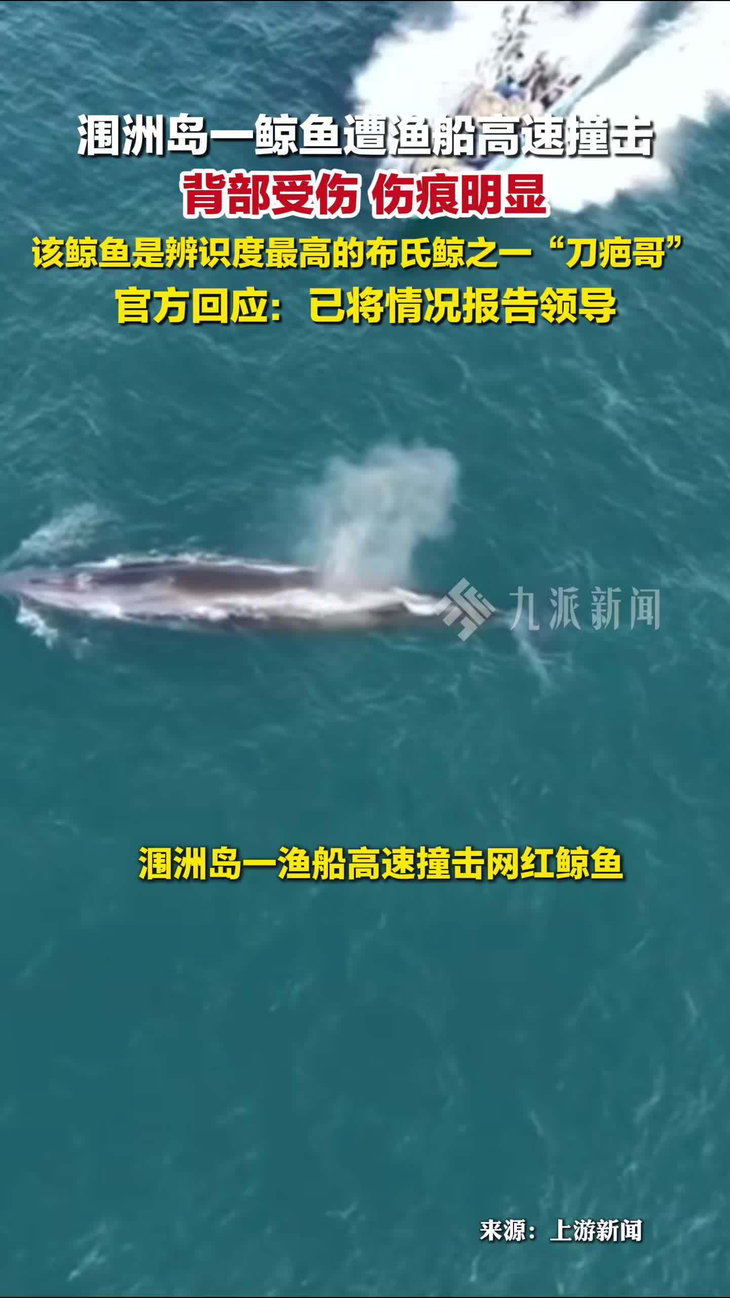 官方回应涠洲岛一鲸鱼遭渔船高速撞击：已将情况报告领导