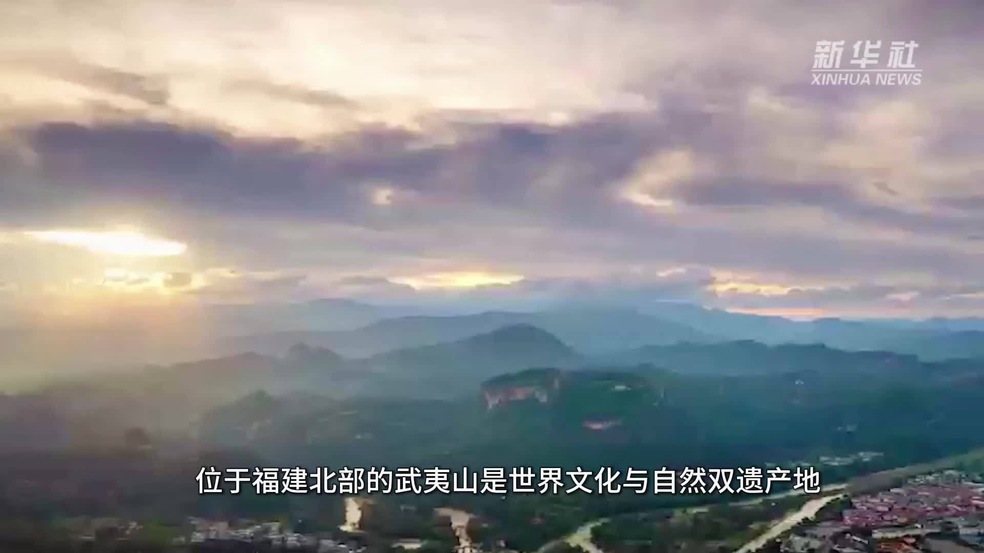 “一片叶子”里的“共富之约”