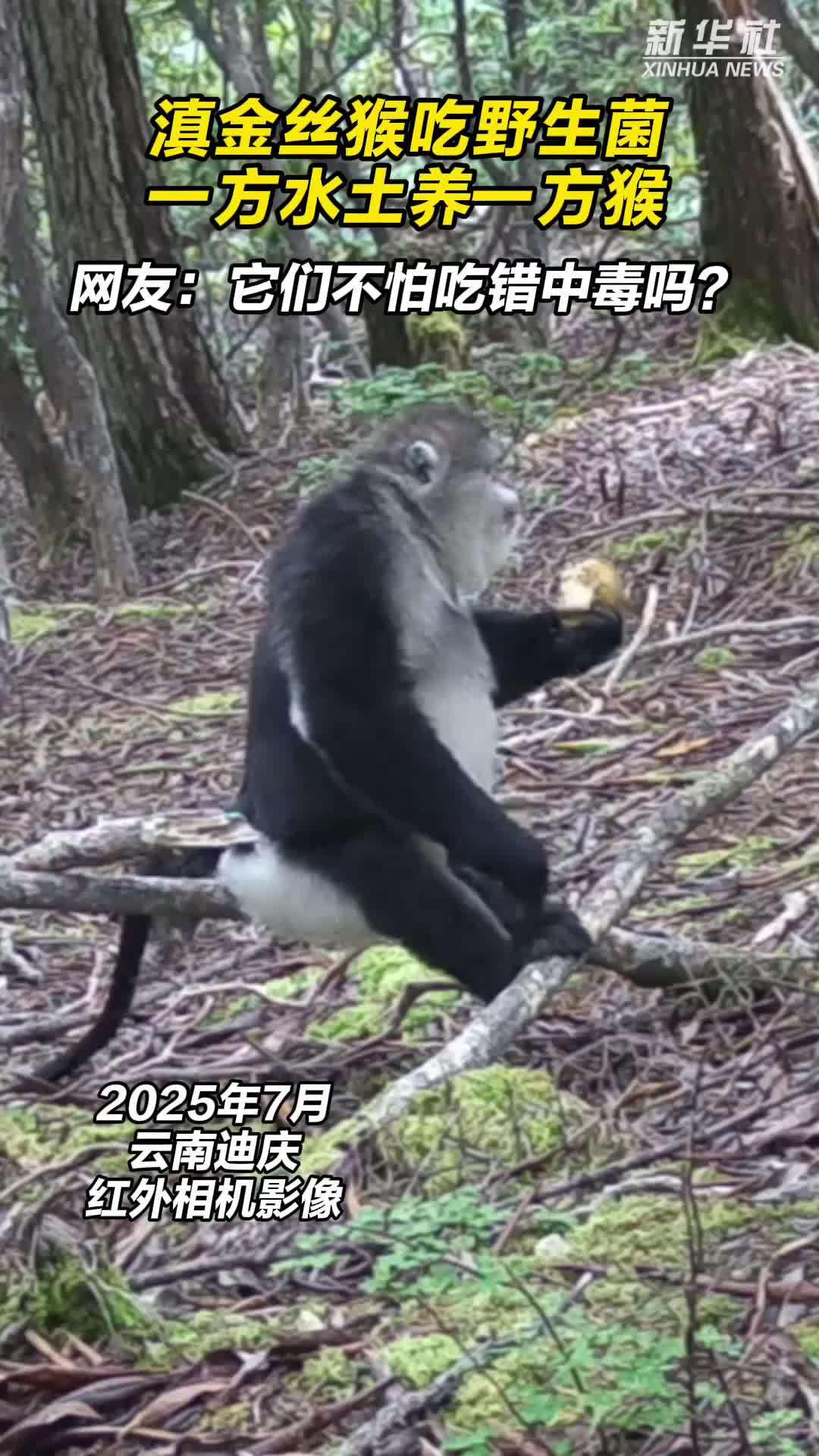 滇金丝猴吃野生菌 一方水土养一方猴