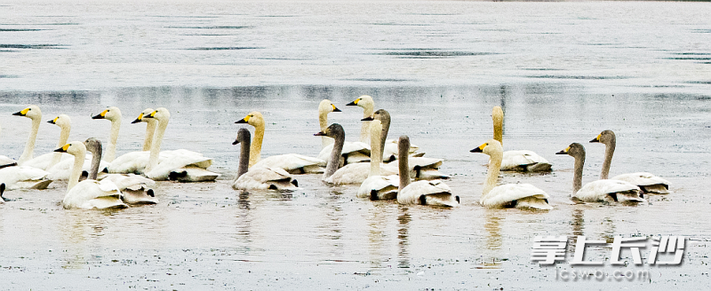 冬日团头湖迎“贵客”。 均为长沙晚报通讯员龙宇摄