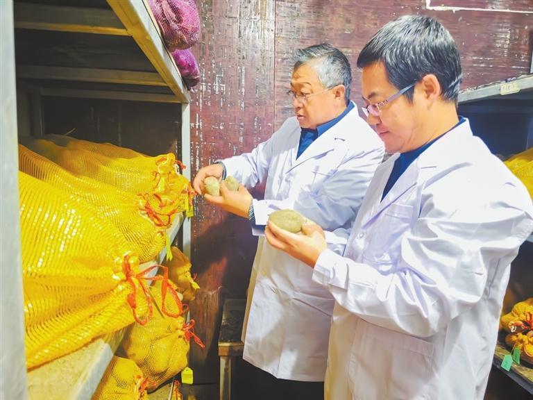 科研人员在恒温贮藏库查看马铃薯储存情况