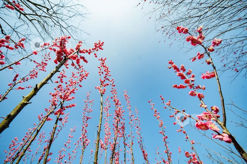 江西金溪：花俏枝头春意闹（图）