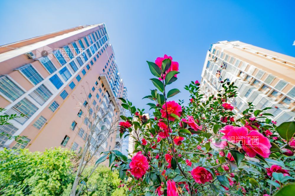 江西金溪：花俏枝头春意闹（图）