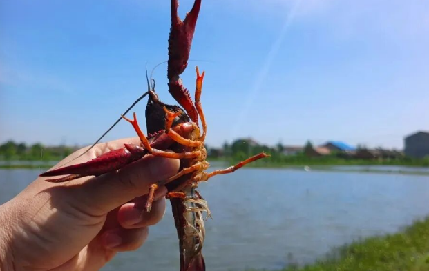 睢宁：党建红链串起稻虾香 乡土初心铺就共富路