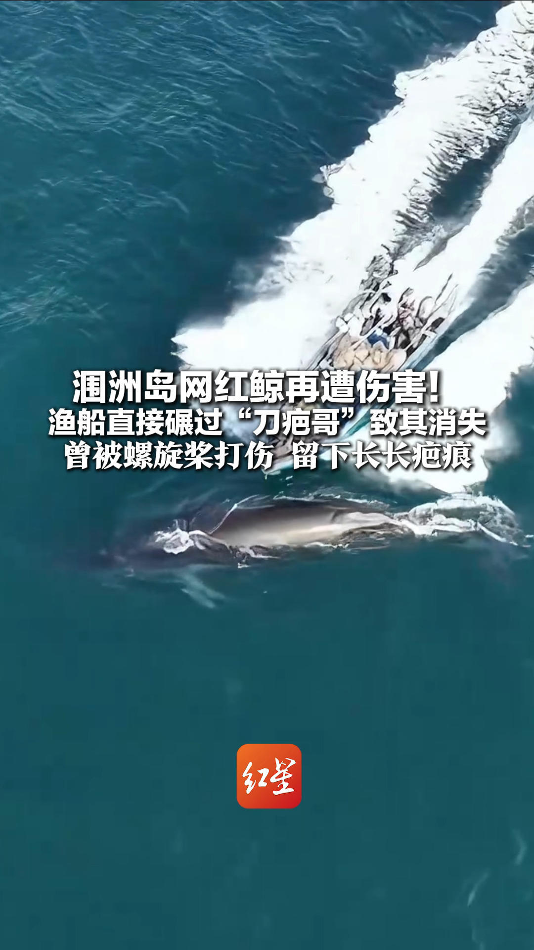 涠洲岛网红鲸再遭伤害！渔船直接碾过“刀疤哥”致其消失 曾被螺旋桨打伤 留下长长疤痕 专家：创口易感染致命