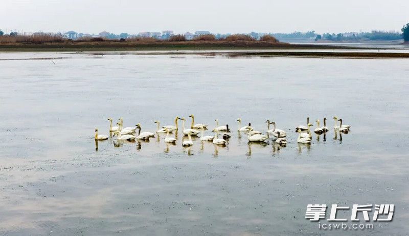 团头湖为候鸟迁徙路线上的重要驿站。