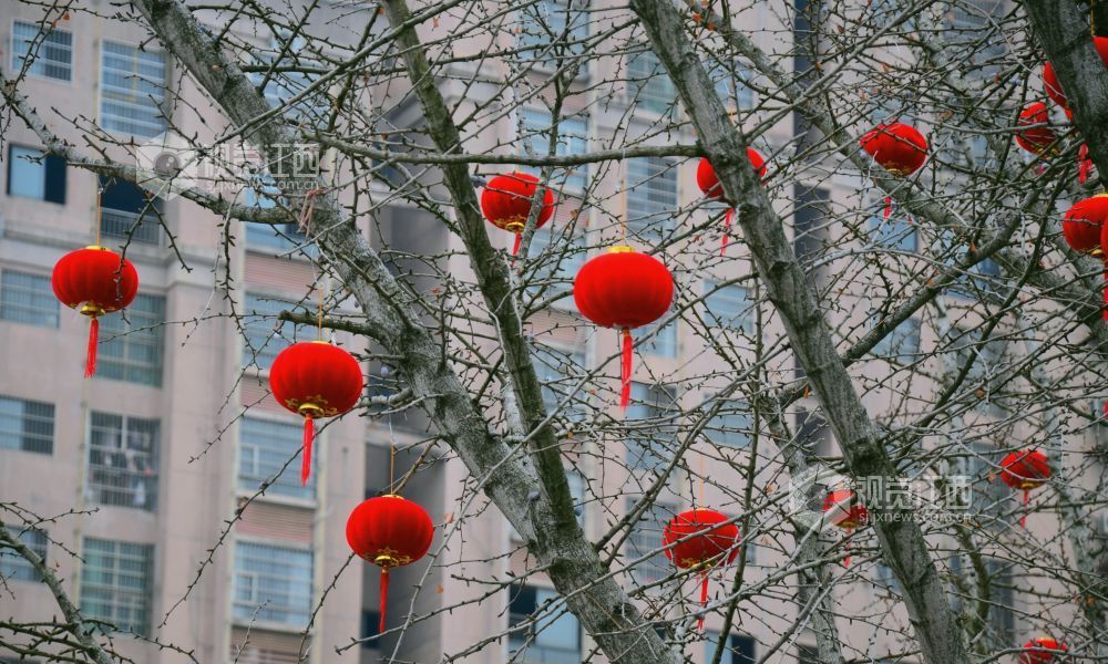 2月11日，新春临近，江西省吉安市永新县市政广场的树木上挂满串串红灯笼，迎春氛围日渐浓厚。