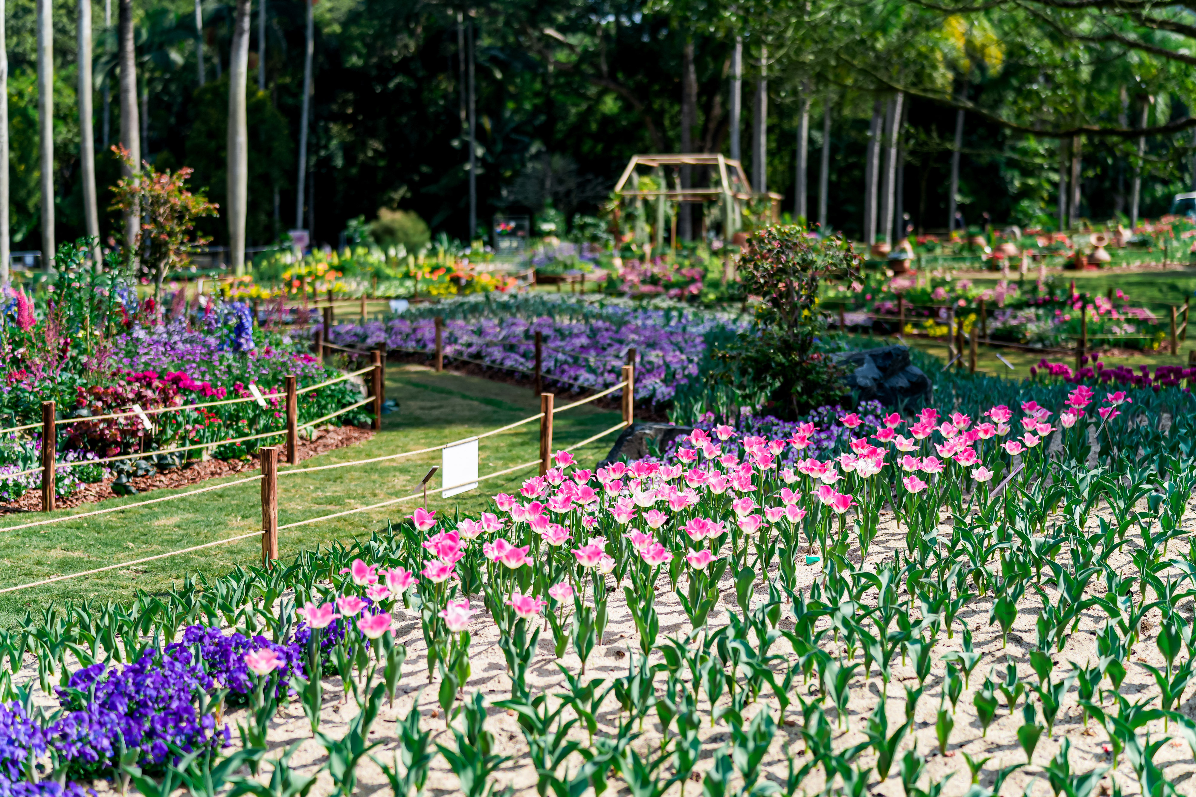 2026仙湖植物园春花节2月15日启幕：十万花卉、五千平花海惊艳迎春