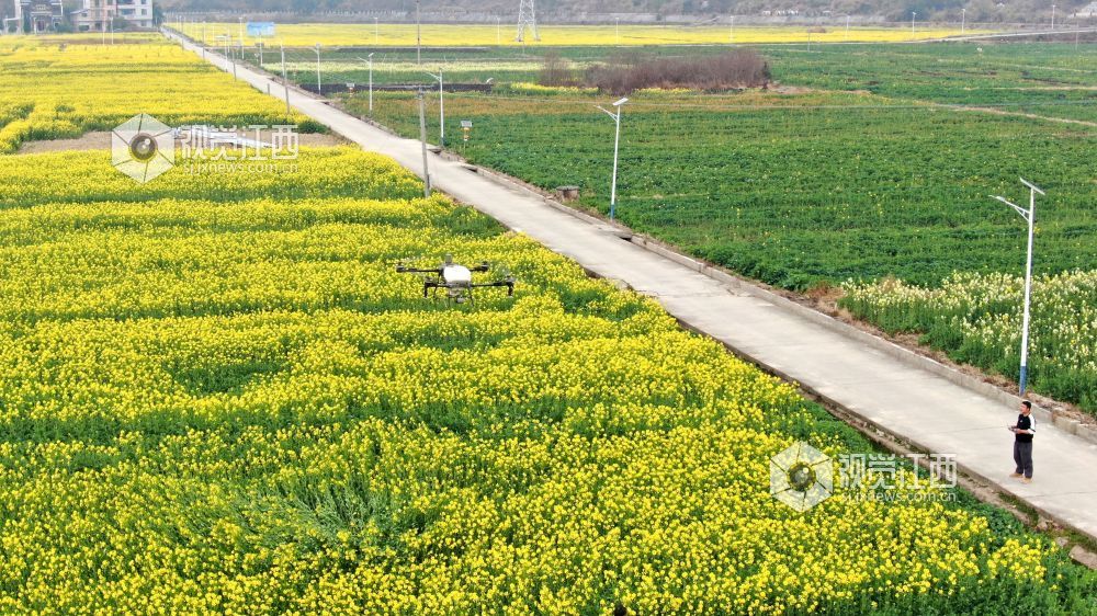 2026年2月10日，江西省遂川县枚江镇油菜花田迎来盛花期，金黄花海与错落有致的乡村民居相映成趣。
