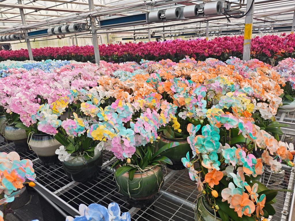 青州花卉企业推出的晕染系列蝴蝶兰。新华社发
