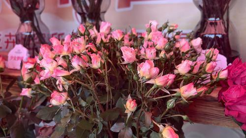 小花朵的月季特别受年轻人喜爱。