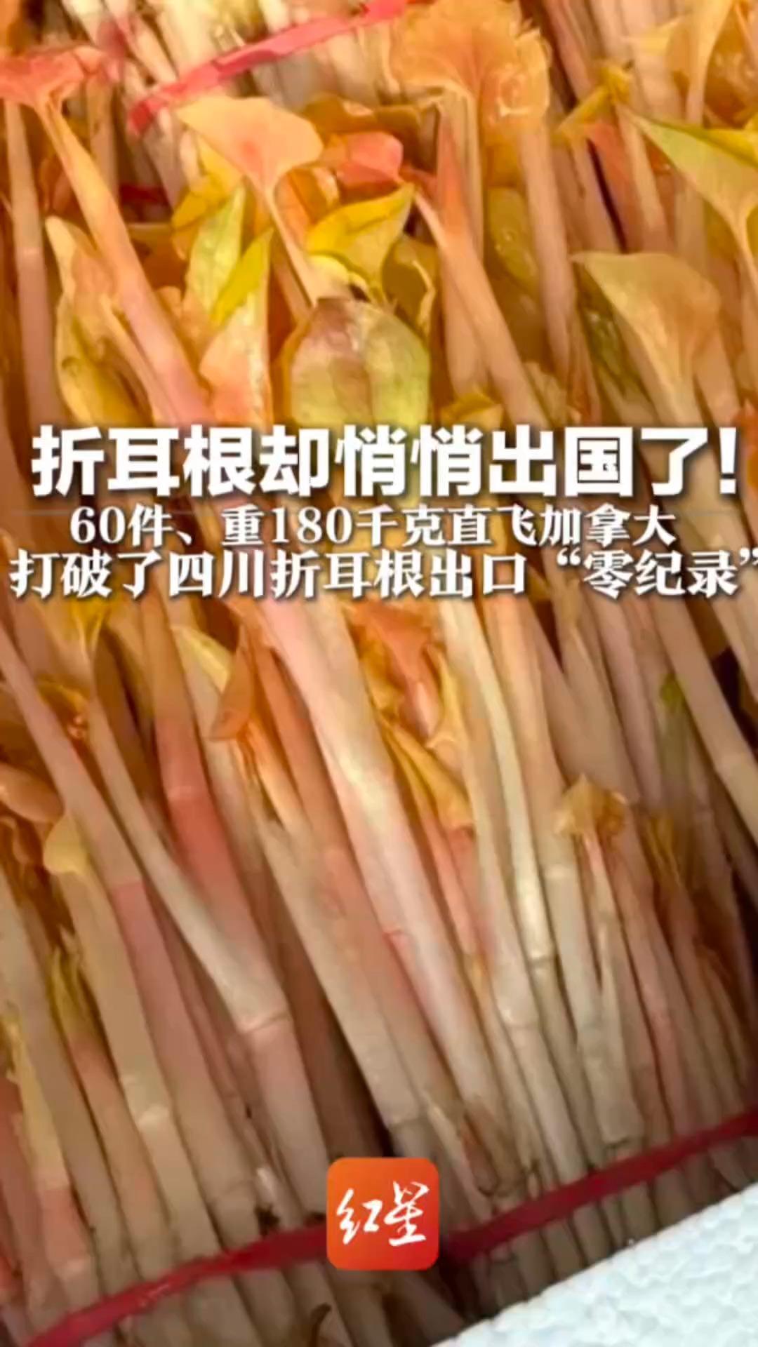 让外地人沉默的折耳根 却悄悄出国了！60件、重180千克直飞加拿大 打破了四川折耳根出口“零纪录”