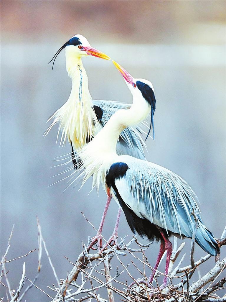 庆阳合水县太白镇安子坪村,两只含情脉脉的苍鹭。新甘肃·甘肃日报通讯员 李富昌