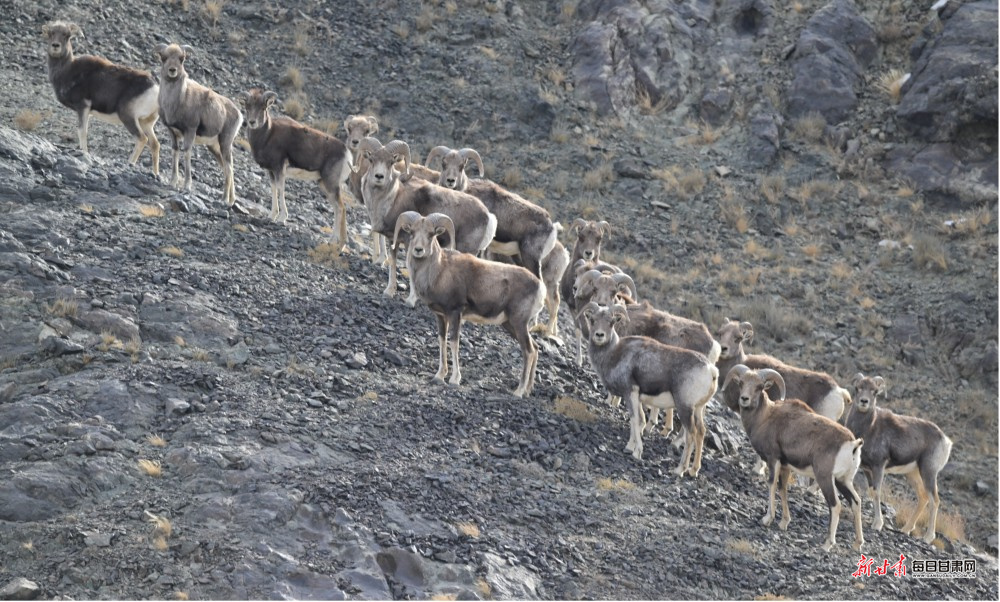 保护区内，戈壁盘羊成群结队在山坡觅食。
