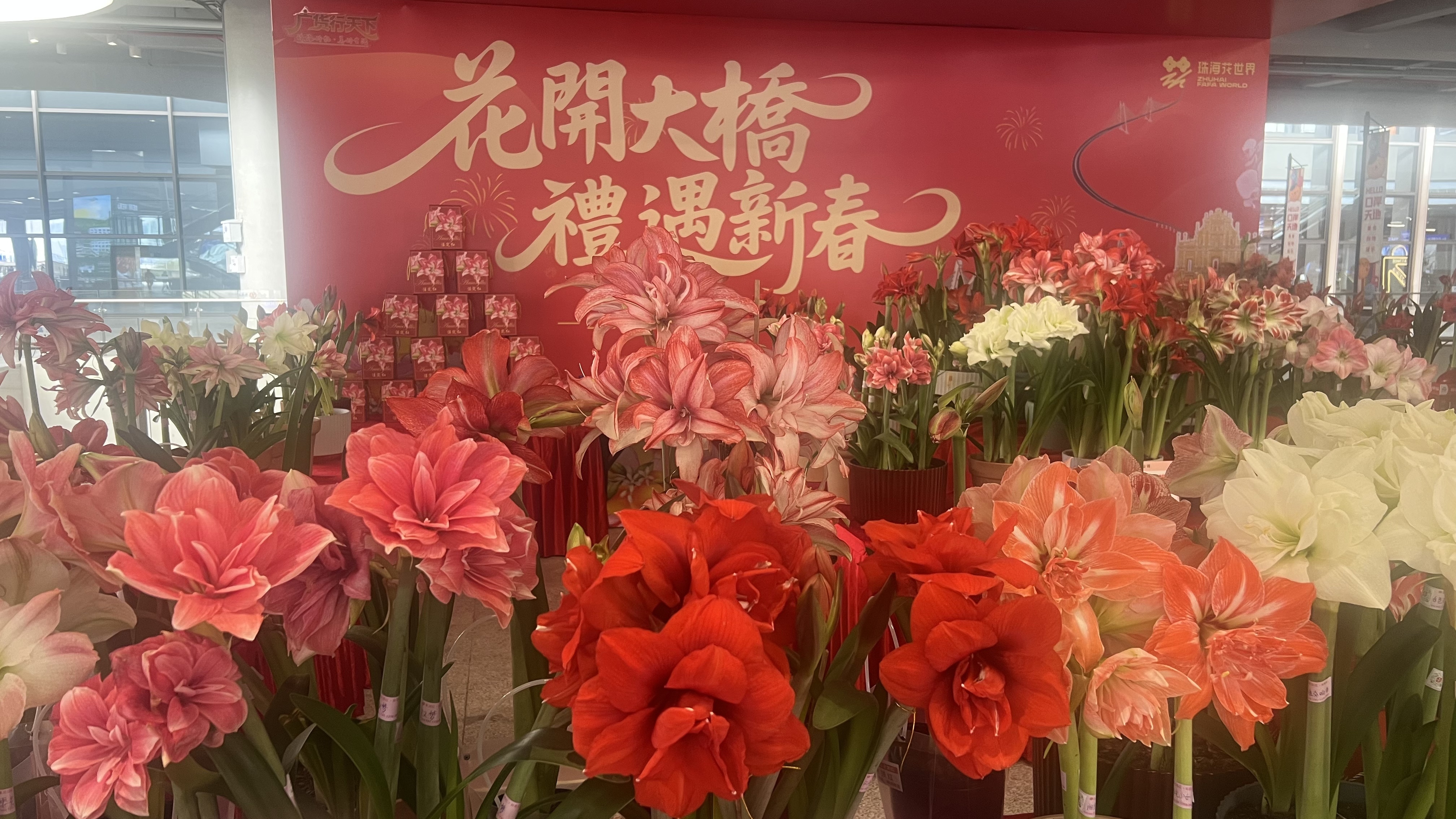 香飘湾区 2026粤港澳海上花市年味正浓