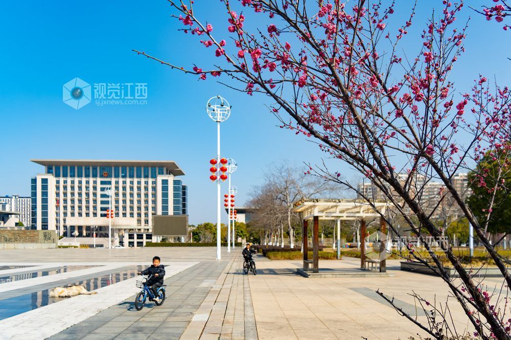 江西金溪：花俏枝头春意闹（图）