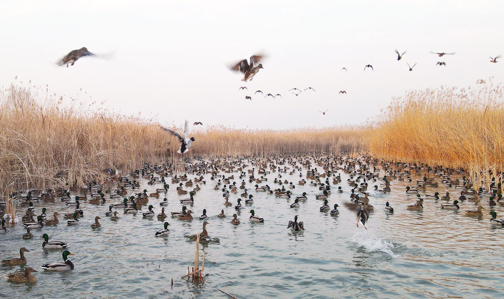 1月31日，白洋淀周边某湿地，成群的野生鸟类在芦苇丛中觅食、栖息。河北日报记者 刘光昱摄