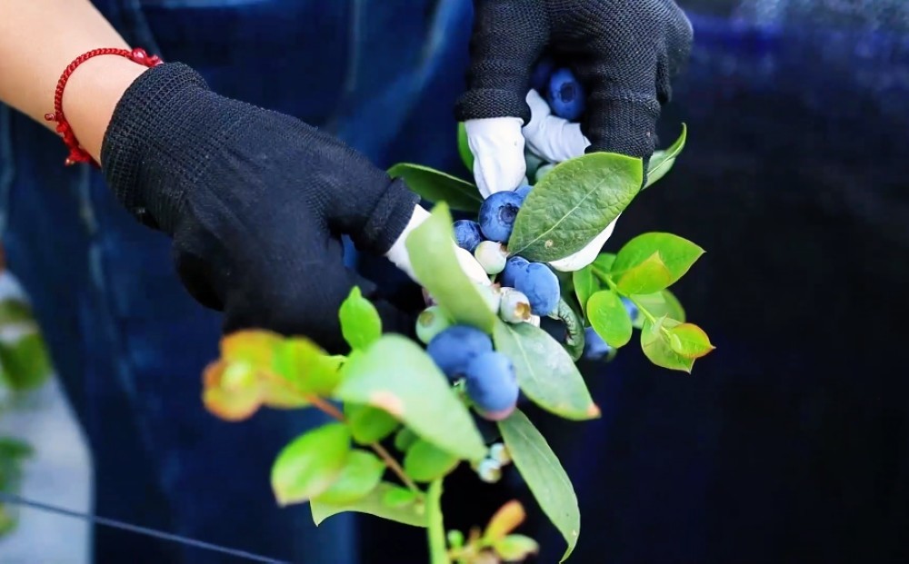 山东巨野：蓝莓丰产采摘忙