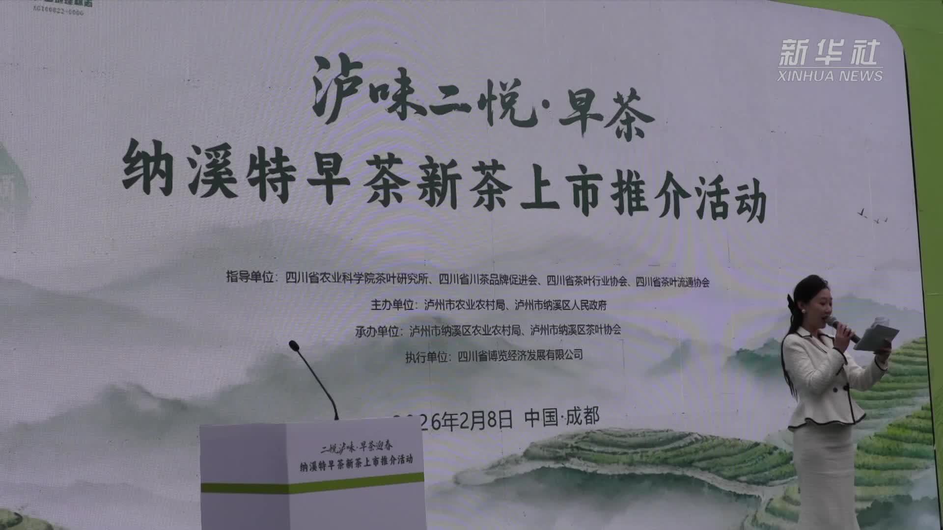 四川纳溪特早茶香飘蓉城