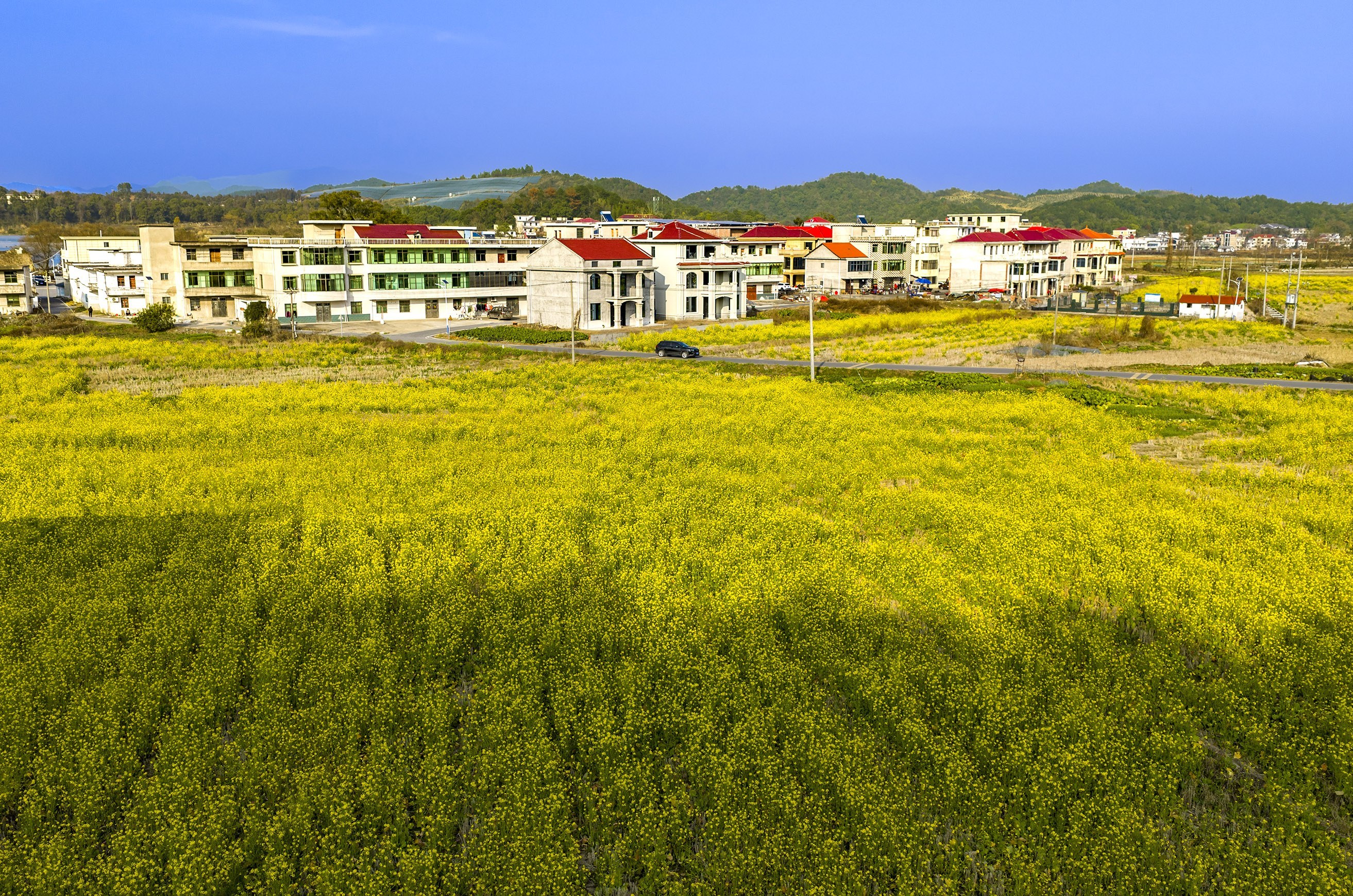 新余仙女湖：立春时节油菜花开（图）