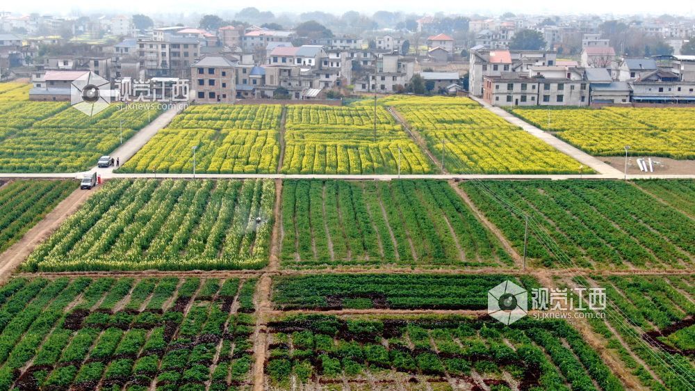 2026年2月10日，江西省遂川县枚江镇油菜花田迎来盛花期，金黄花海与错落有致的乡村民居相映成趣。