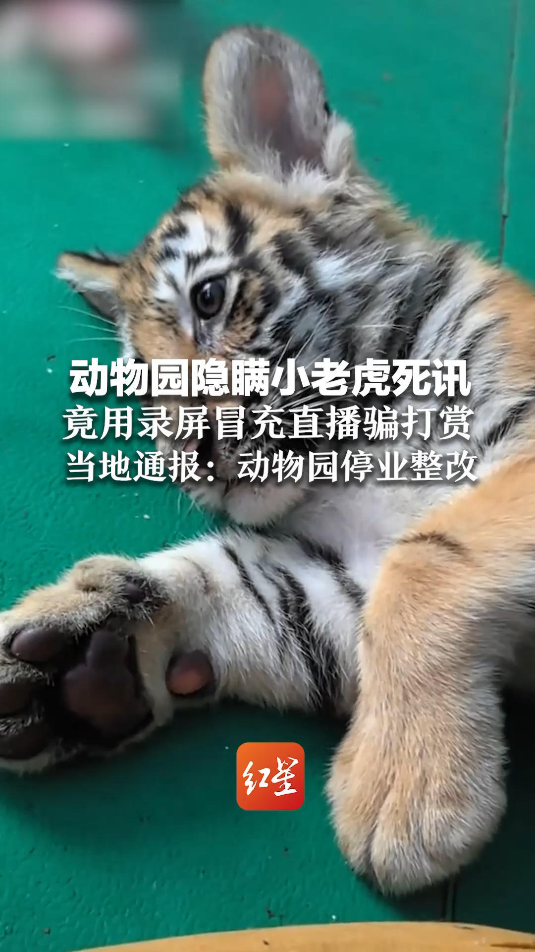 动物园隐瞒小老虎死讯 竟用录屏冒充直播骗打赏 当地通报：动物园停业整改 园长停职 责令饲养员道歉