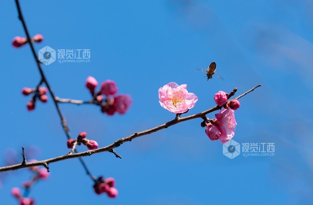 江西金溪：花俏枝头春意闹（图）