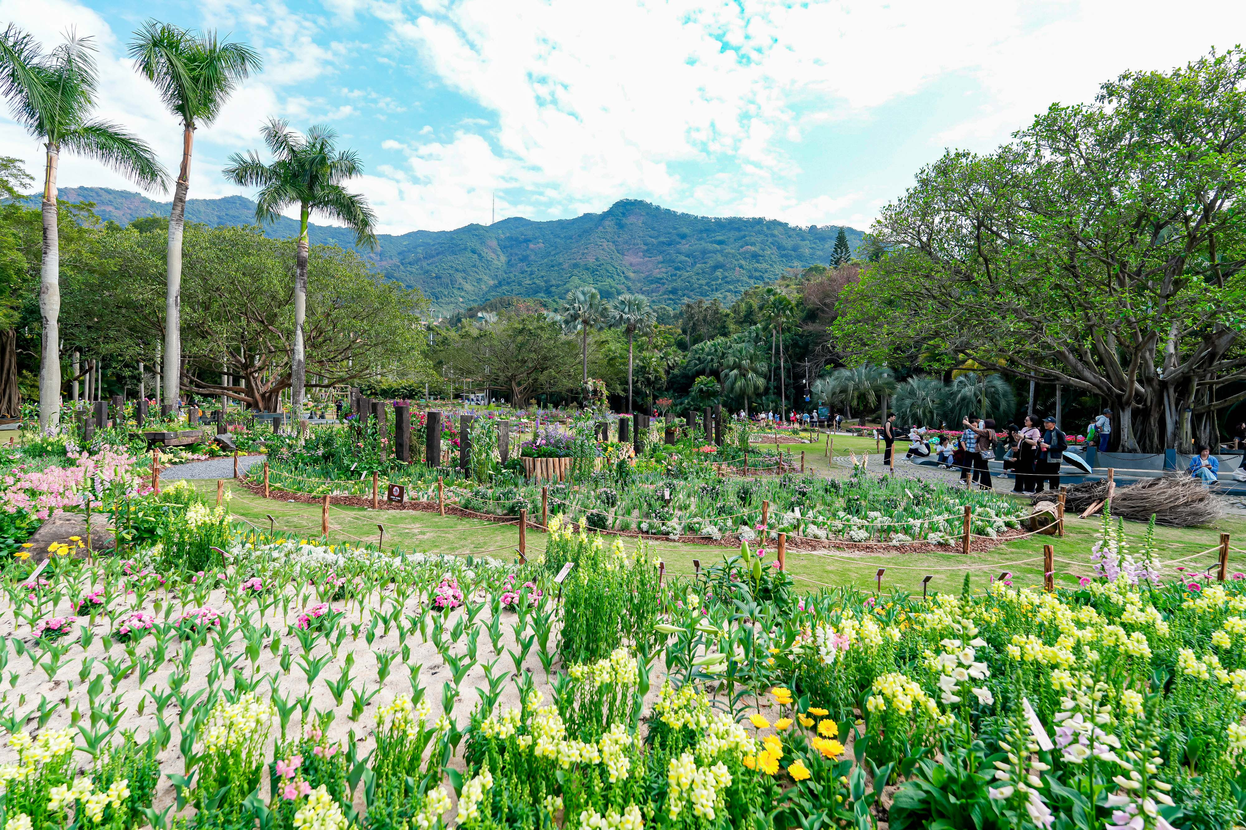 2026仙湖植物园春花节2月15日启幕：十万花卉、五千平花海惊艳迎春
