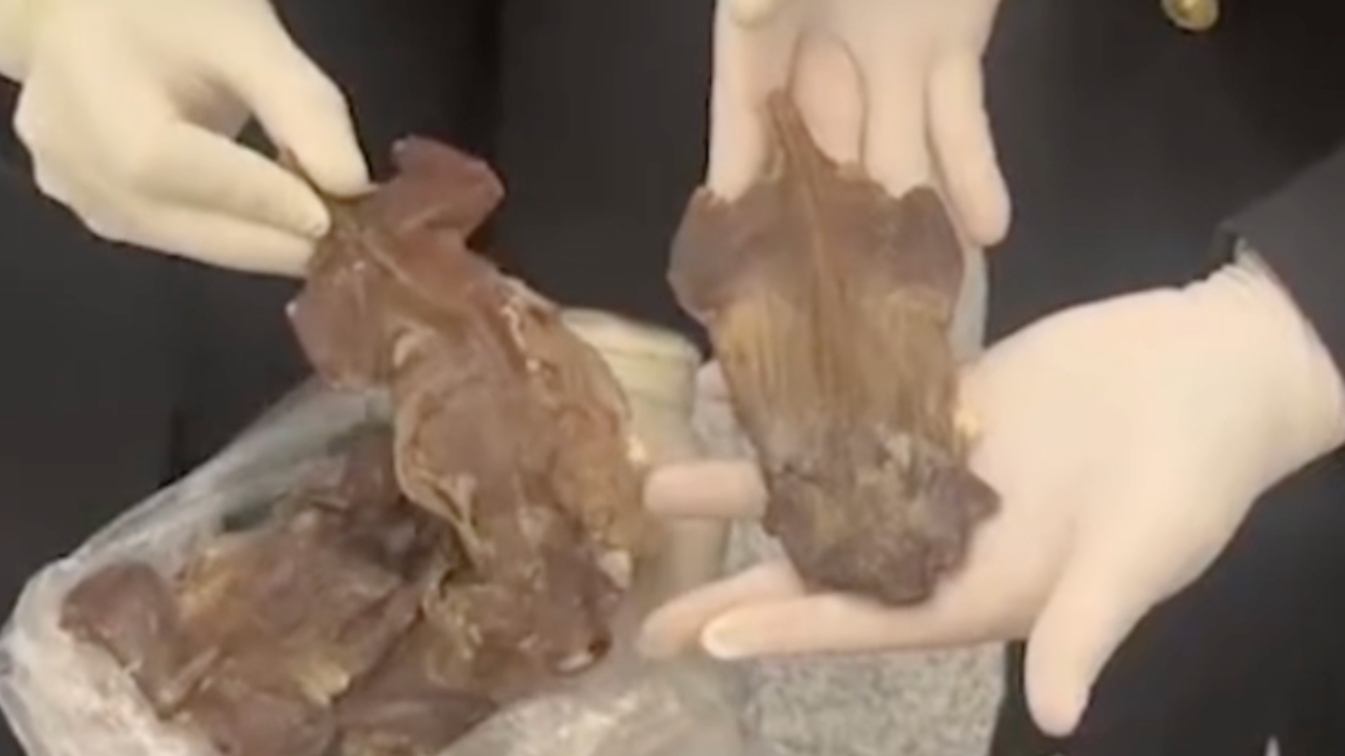 “鼠鼠我啊，变成鼠片了”海关查获老鼠肉干、酱汤泡蚂蚁卵…旅客称是用来吃的